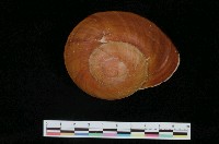 藏品(扁大王鱉甲蝸牛)的圖片